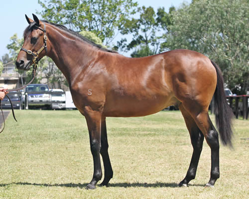HIGH CHAPARRAL/CAIRENS COLT 